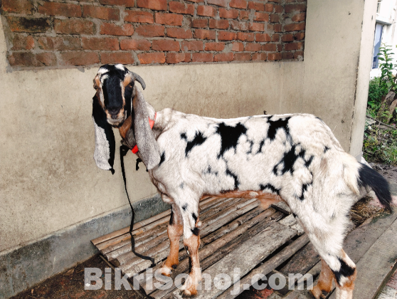 বিটল ও তোতাপুরি ছাগল